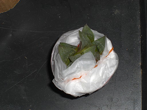 ハオルチア　不明２