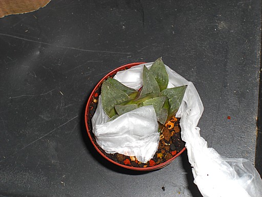 ハオルチア　不明３