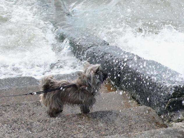 ☆0905 cairn terrier03.jpg