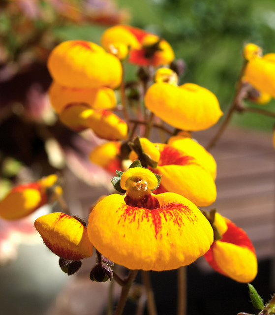 0516 Calceolaria.jpg