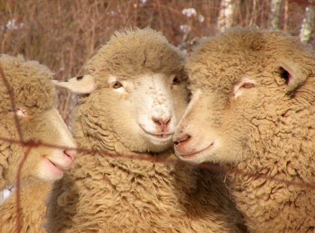  0123=cute sheep.jpg