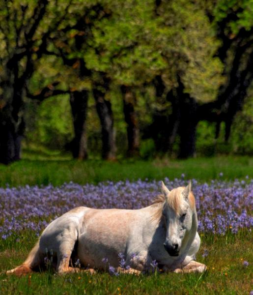 Bed of Camas02 .jpg