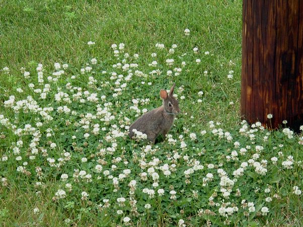  0807=Loves His Clover.jpg