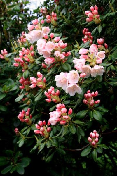 0522 rhododendron 01.jpg