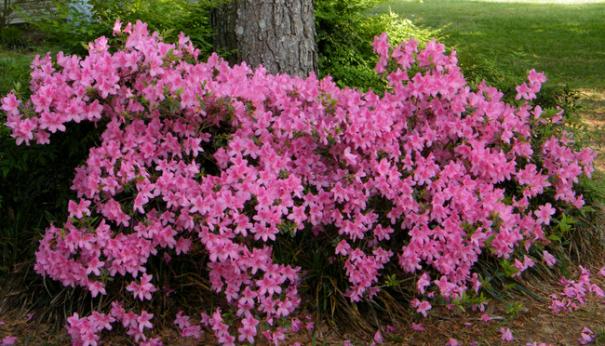 0522 Pink Azelas.jpg