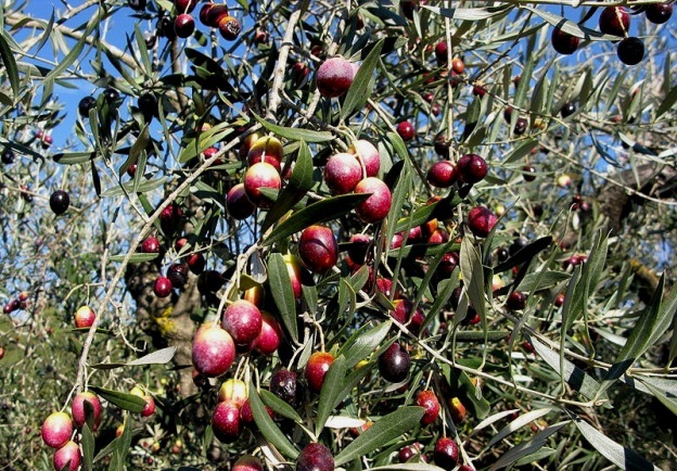 +0108 olives in January.jpg