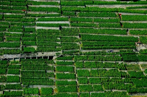 0609 The vineyards of Lavau.jpg