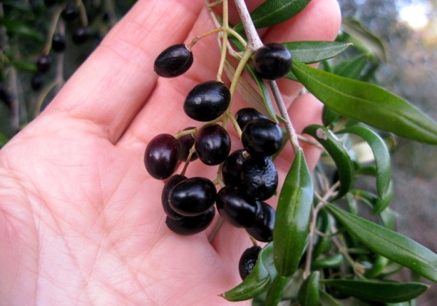 +0108 olives in January01.jpg