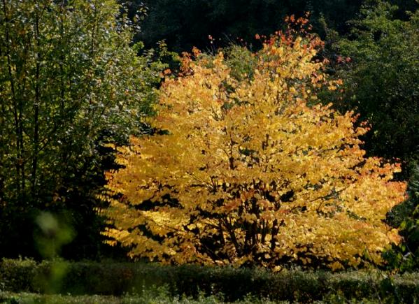 +1018 Autumn tree.jpg