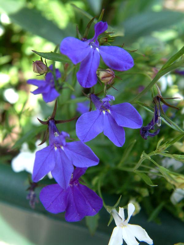 9 June blue flower.jpg