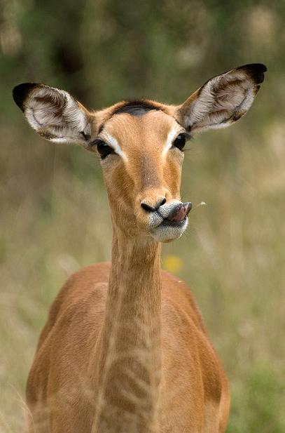 1030 Impala in Kruger Park.jpg