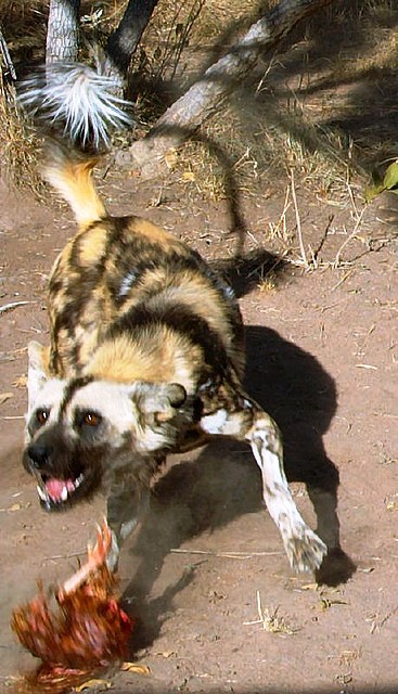 1029　wild dog.jpg