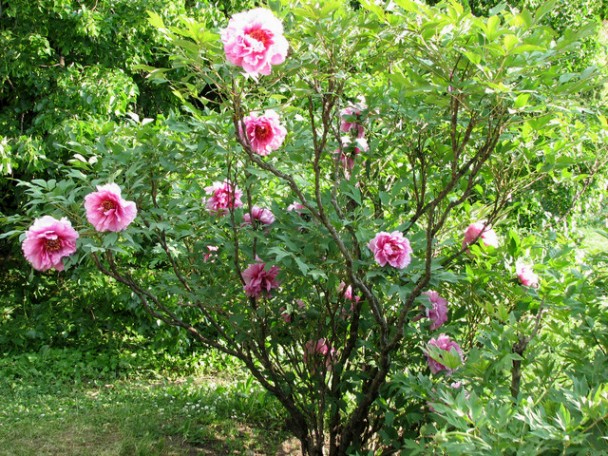 0506=Tree peony.jpg