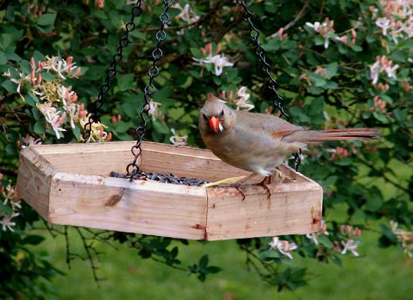 female Cardinal.jpg