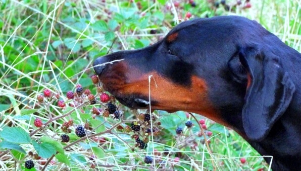  0912=blackberry picking.jpg