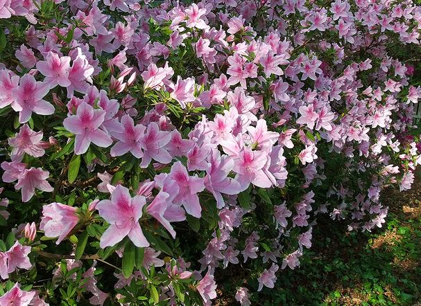 0502=azaleas.jpg