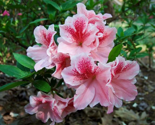 0502=pink azalea.jpg