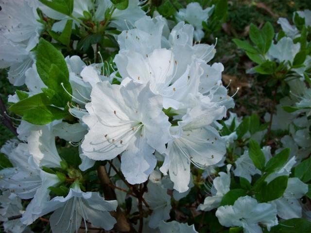 0502=white azalea.jpg