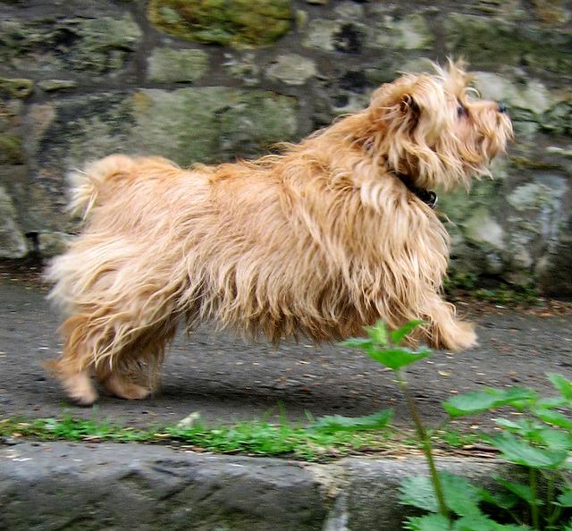 norfolkterrier01.jpg