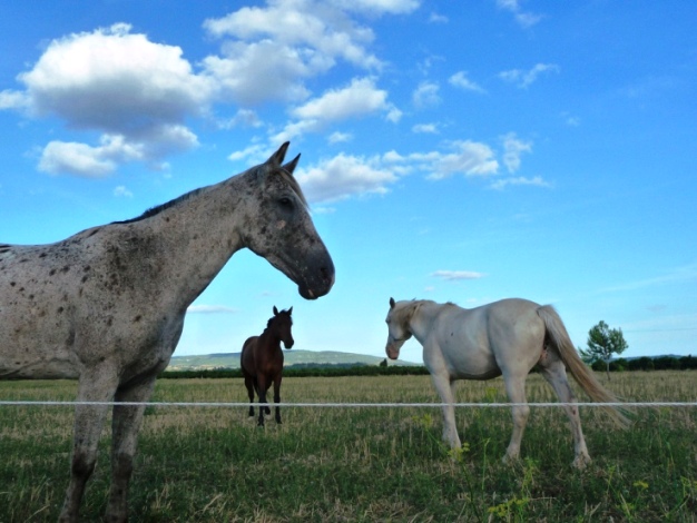 +0818 Horses trio.jpg