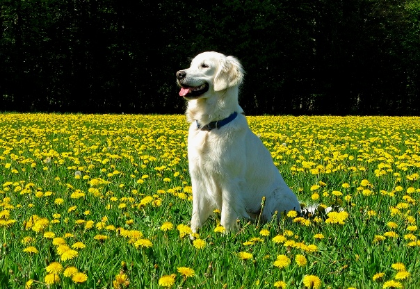 Hakuji in a field.jpg