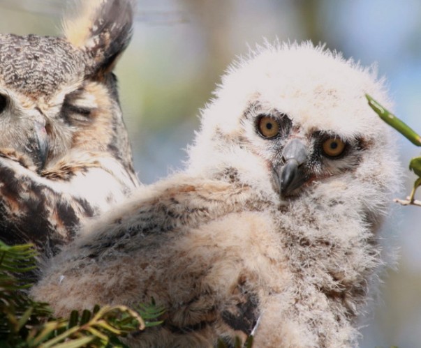 0305=the baby Great Owl01.jpg