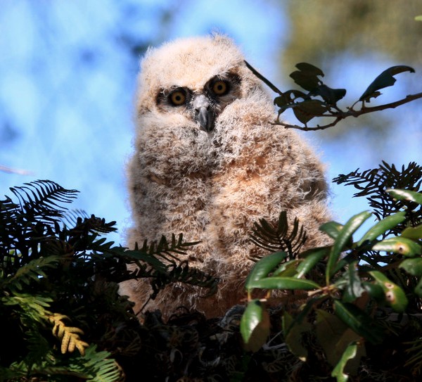 0305=the baby Great Owl001.jpg