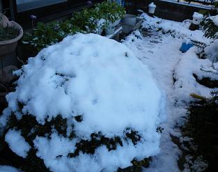 雪の柘植