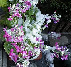 雪の桜草