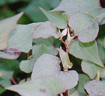 野草の薬草