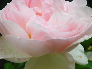 薔薇