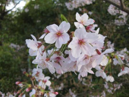 葉桜2