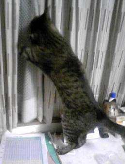 細猫立つ！？