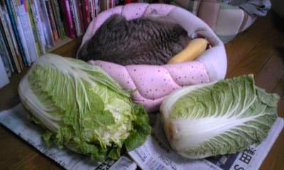 どっちが大きい？