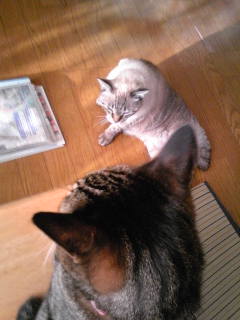 気づかれた細猫