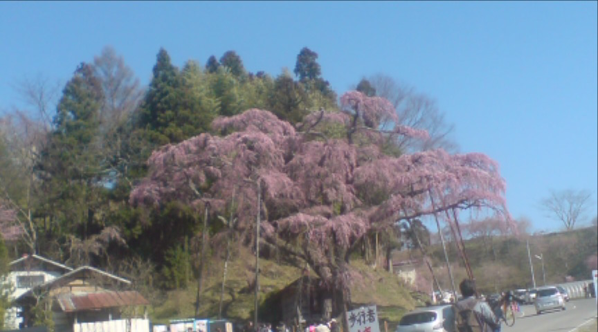 三春の滝桜　2010年4月26日