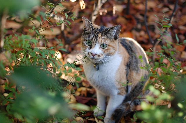 DSC_0215_Vga.JPG