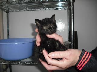 子猫2_QVga.jpg