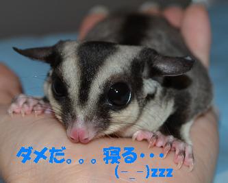 (-_-)゜zzz…