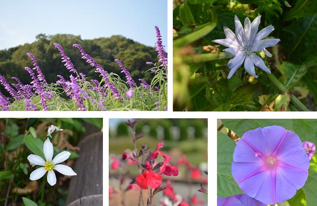 様々な花達