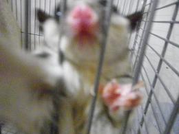 カメラよこせ！