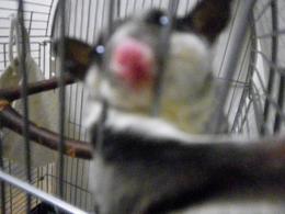 カメラよこせ！　ペシッ