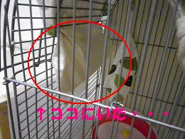 がんも行方不明！？事件