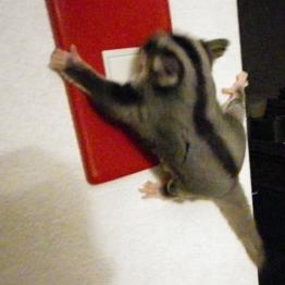 がんちゃん張り付く2