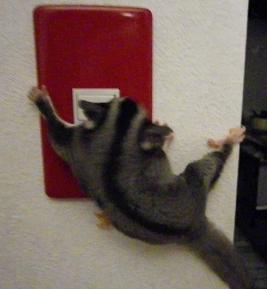 がんちゃん張り付く3