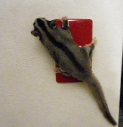 がんちゃん張り付く４