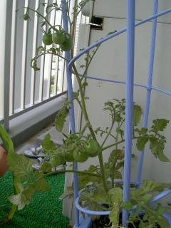 ミニトマト