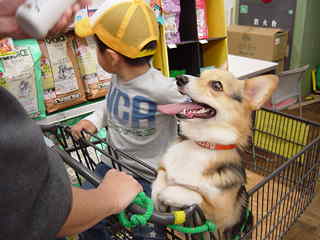 ホームセンターデビュー