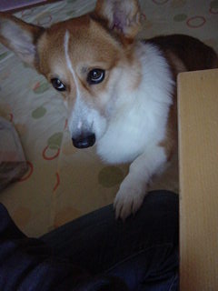 ちょうだいな