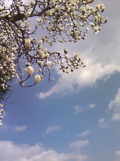 お墓参り 20100319 004.JPG